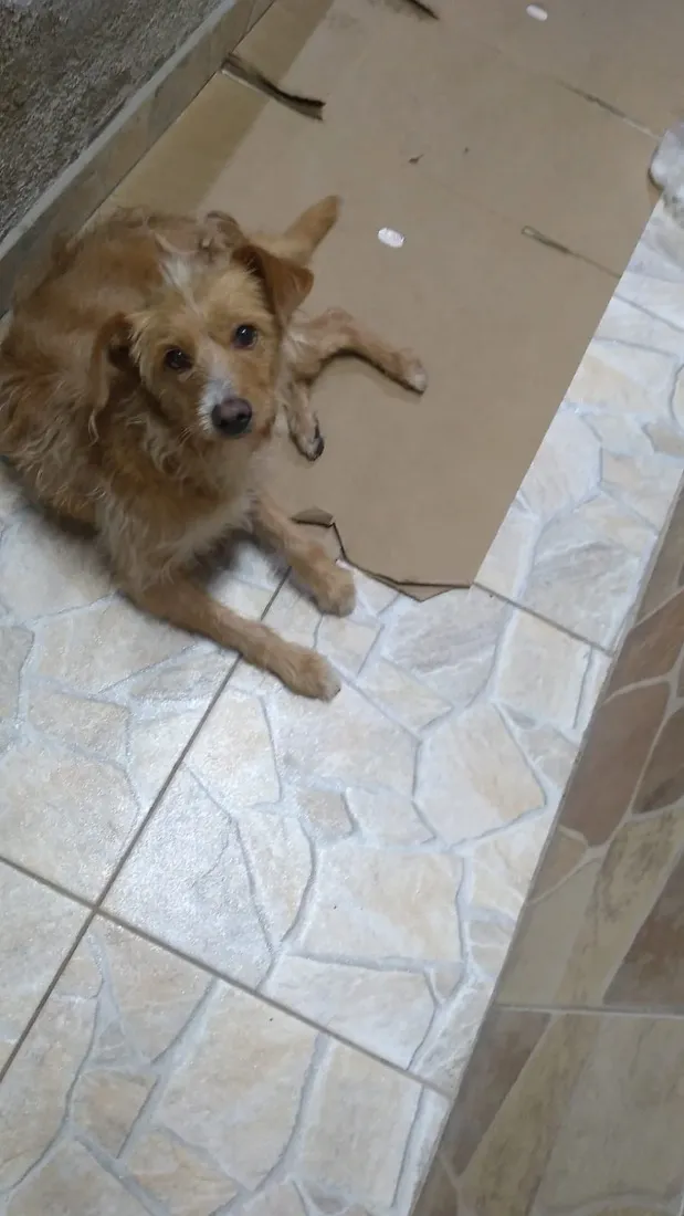 Cachorro raça SRD-ViraLata idade 3 anos nome Julie 