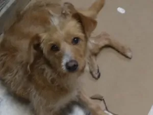 Cachorro raça SRD-ViraLata idade 3 anos nome Julie 