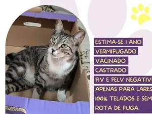 Gato raça SRD-ViraLata idade 1 ano nome Spooky