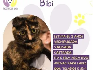 Gato raça SRD-ViraLata idade 2 anos nome Bibi