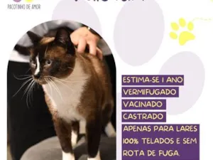 Gato raça SRD-ViraLata idade 1 ano nome Valentim