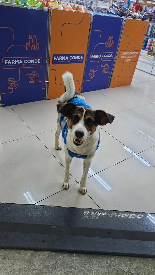 Cachorro raça SRD-ViraLata idade 2 anos nome Shoppe 