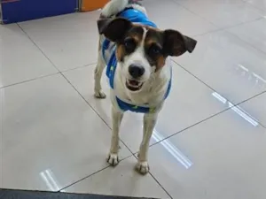 Cachorro raça SRD-ViraLata idade 2 anos nome Shoppe 