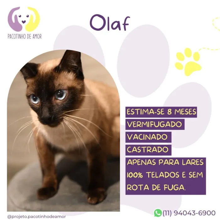 Gato raça Siamês idade 7 a 11 meses nome Olaf