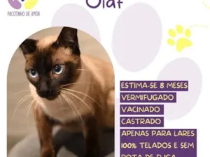 Gato raça Siamês idade 7 a 11 meses nome Olaf
