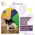 Amora