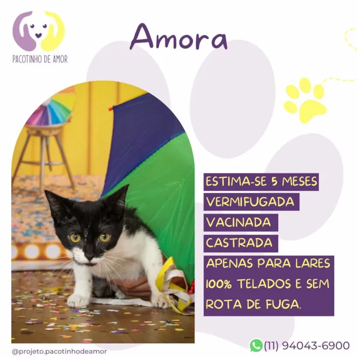 Gato raça SRD-ViraLata idade 2 a 6 meses nome Amora