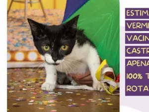 Gato raça SRD-ViraLata idade 2 a 6 meses nome Amora