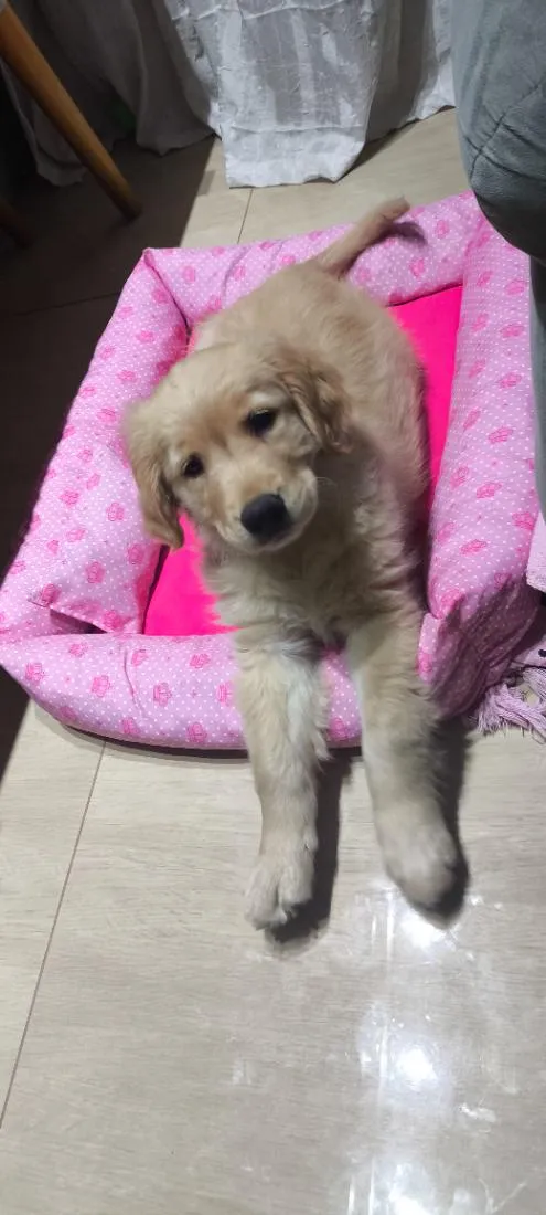 Cachorro raça Golden retriever  idade 2 a 6 meses nome Luna 