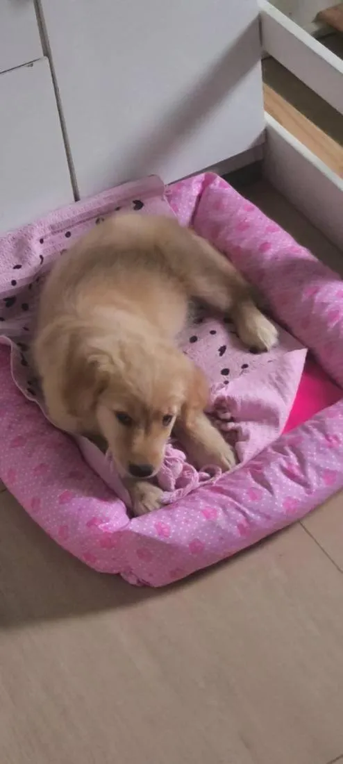 Cachorro raça Golden retriever  idade 2 a 6 meses nome Luna 