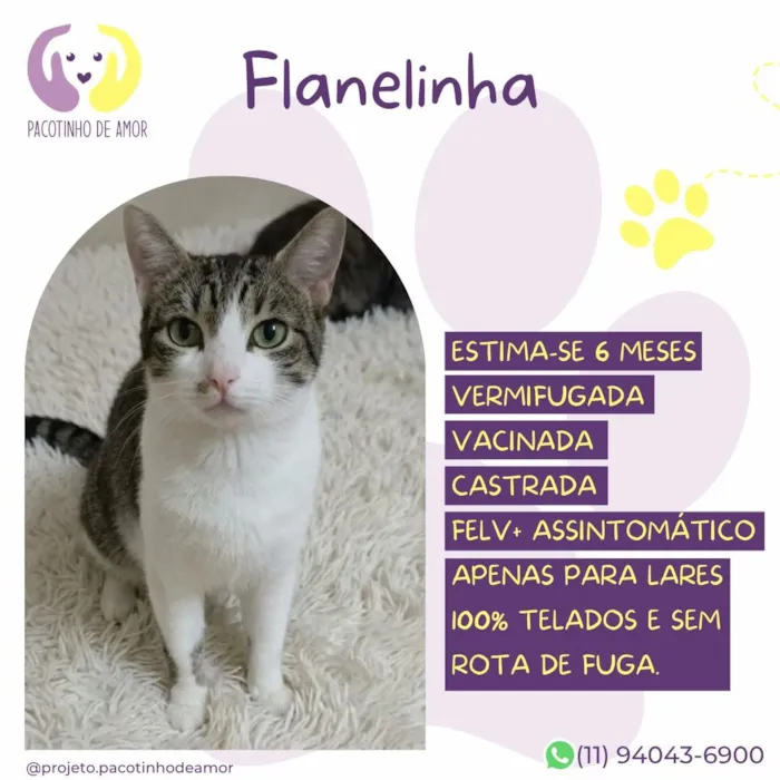 Gato raça SRD-ViraLata idade 2 a 6 meses nome Flanelinha