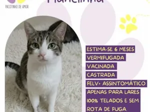 Gato raça SRD-ViraLata idade 2 a 6 meses nome Flanelinha
