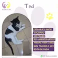 Ted
