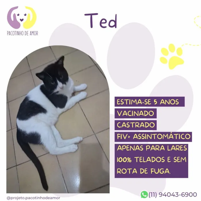 Gato raça SRD-ViraLata idade 5 anos nome Ted