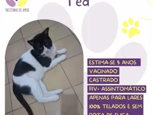 Gato raça SRD-ViraLata idade 5 anos nome Ted