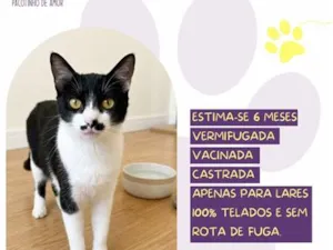 Gato raça SRD-ViraLata idade 2 a 6 meses nome Sol