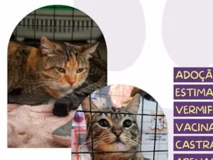 Gato raça SRD-ViraLata idade 2 anos nome Leona