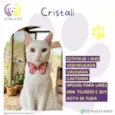 Cristali