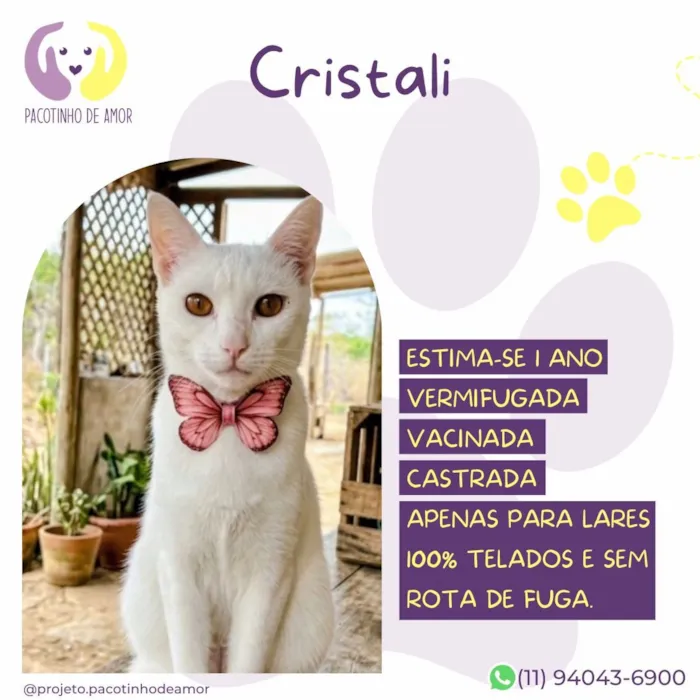 Gato raça SRD-ViraLata idade 1 ano nome Cristali