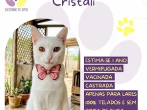 Gato raça SRD-ViraLata idade 1 ano nome Cristali