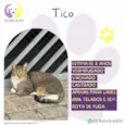 Tico