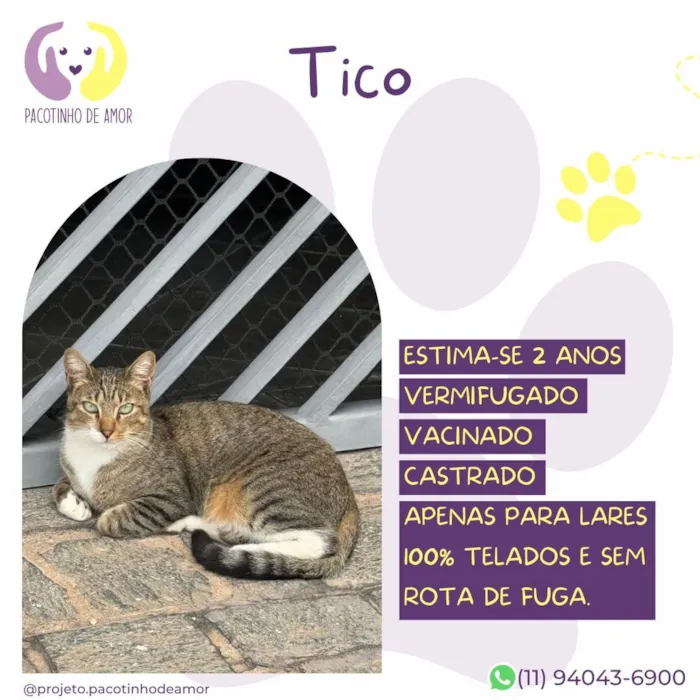 Gato raça SRD-ViraLata idade 2 anos nome Tico