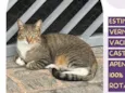 Tico