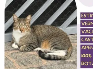 Gato raça SRD-ViraLata idade 2 anos nome Tico