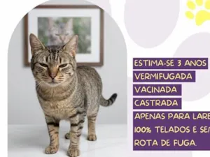 Gato raça SRD-ViraLata idade 3 anos nome Ohana