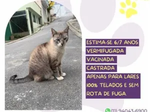 Gato raça SRD-ViraLata idade 6 ou mais anos nome Vicky