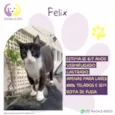 Felix