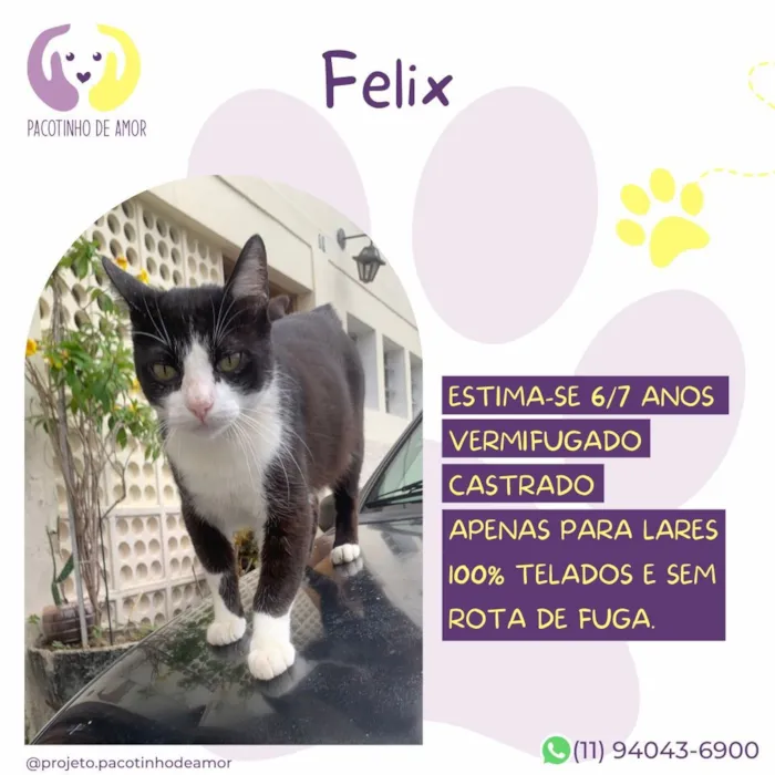 Gato raça SRD-ViraLata idade 6 ou mais anos nome Felix