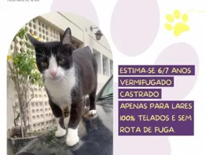Gato raça SRD-ViraLata idade 6 ou mais anos nome Felix