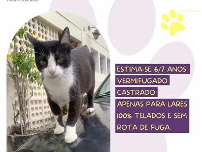 Gato raça SRD-ViraLata idade 6 ou mais anos nome Felix