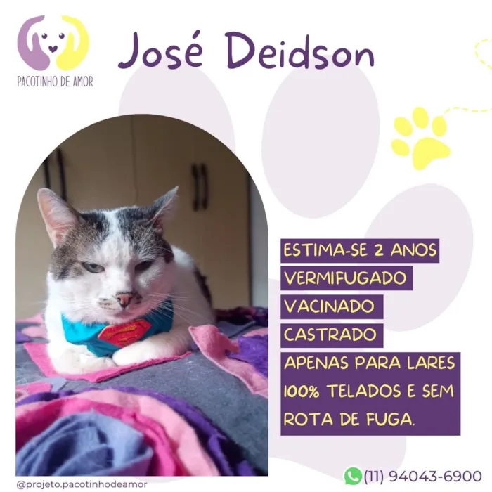 Gato raça SRD-ViraLata idade 2 anos nome José Deidson