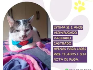 Gato raça SRD-ViraLata idade 2 anos nome José Deidson