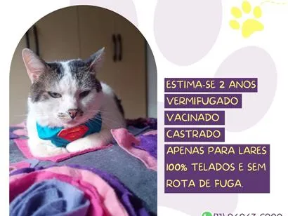 Gato raça SRD-ViraLata idade 2 anos nome José Deidson