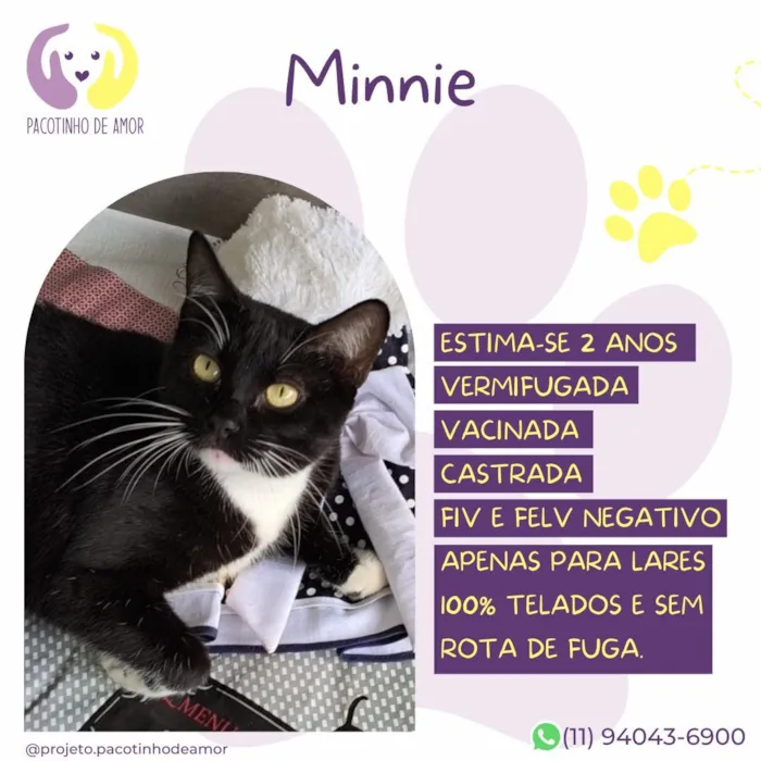 Gato raça SRD-ViraLata idade 2 anos nome Minnie