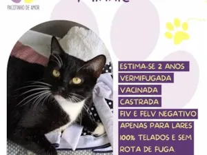Gato raça SRD-ViraLata idade 2 anos nome Minnie