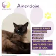Amendoim