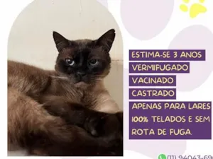Gato raça Siamês idade 3 anos nome Amendoim