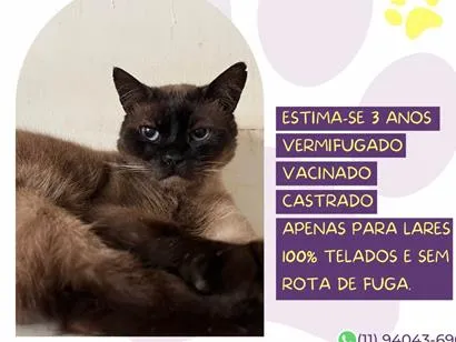 Gato raça Siamês idade 3 anos nome Amendoim