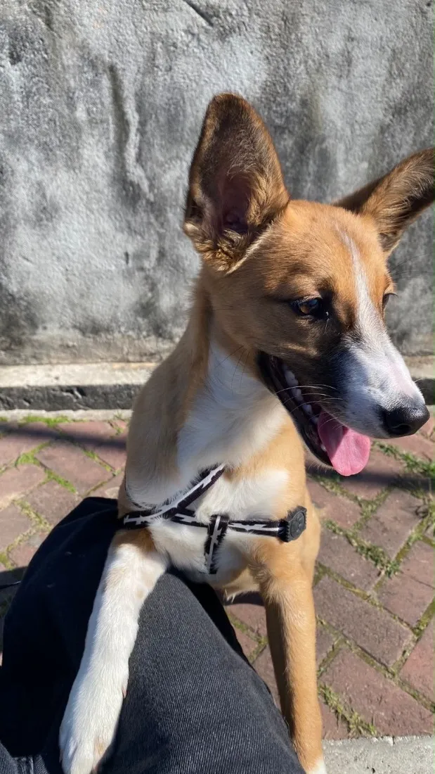 Cachorro raça SRD-ViraLata idade 7 a 11 meses nome Paçoca