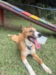 Paçoca