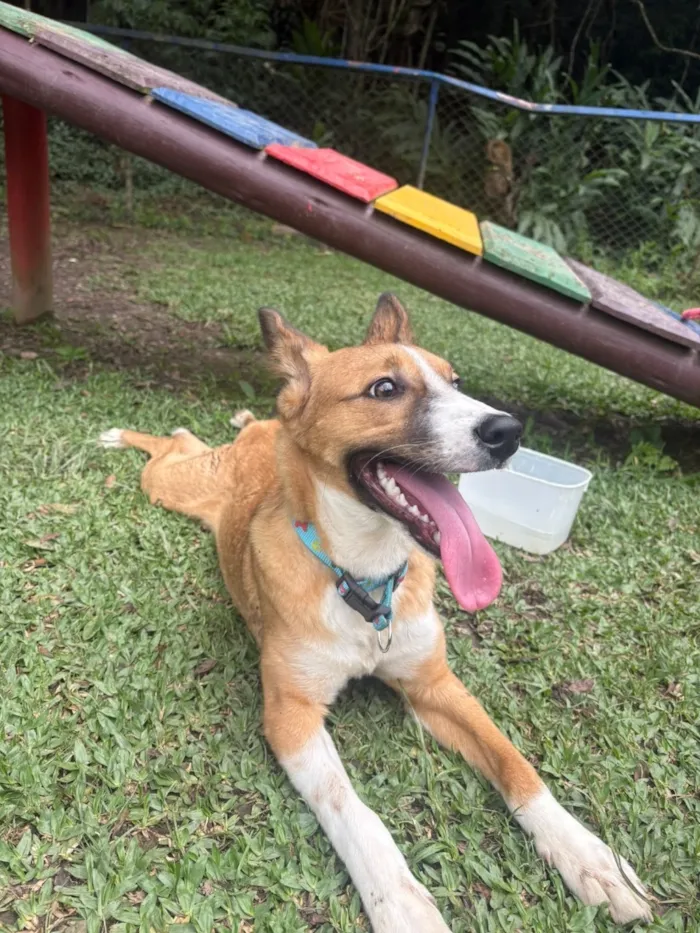 Cachorro raça SRD-ViraLata idade 7 a 11 meses nome Paçoca