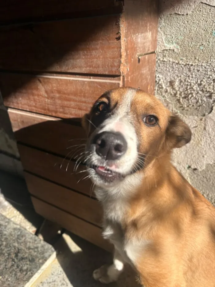 Cachorro raça SRD-ViraLata idade 7 a 11 meses nome Paçoca