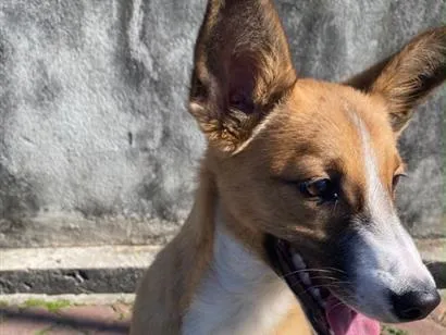 Cachorro raça SRD-ViraLata idade 7 a 11 meses nome Paçoca