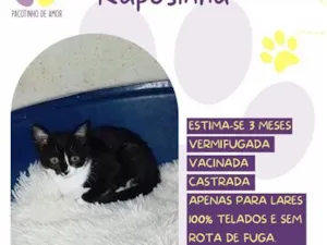 Gato raça SRD-ViraLata idade 2 a 6 meses nome Raposinha