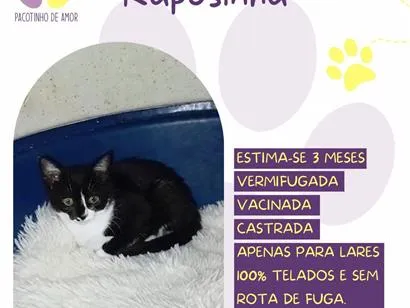 Gato raça SRD-ViraLata idade 2 a 6 meses nome Raposinha