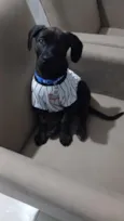 Chico